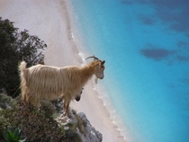 A goat over looks the ocean in Pilarei Greece 