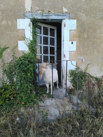 A goat wandering in an abandoned building of ferme de la Briche  the first farm-factory complex mid th century in Hommes France