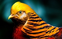 A Golden Pheasant  Photographed by Brandn