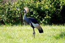 A grey crowned crane 