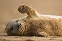 A grey seal pup rolls on the sand near the Lincolnshire Wildlife Trusts Donna Nook nature reserve in Louth England Seal numbers have continued to increase with over  pups born at the reserve this year 