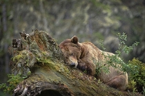 A grizzly rests on a tree in the rain British Columbia Canada Michelle Valberg National Geographic Your Shot 