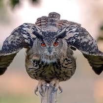 A grumpy Eagle owl