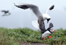 A gull robs an Atlantic Puffin by forcing it to drop its Sand Eels in flight 