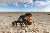 A Happy Namaqua Chameleon in the Namib Desert 