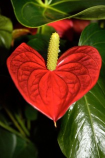 A heart-shaped Red Anthurium 