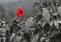 A hibiscus flower on an ash-covered plant at Mardingding village in Karo district Indonesias north Sumatra province on November   