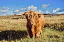 A Highland cow I photographed on the Isle of Skye