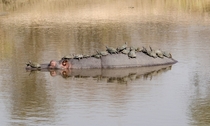 A hippo lets nearly  terrapins rest on its back in Kruger National Park South Africa  Photo by Elaine De Klerk