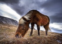 A horse in Iceland - their hair grows extra long in the fast cold winds 