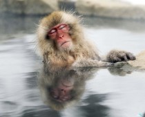 A Japanese snow monkey relaxes in a hot spring in the Jigokudani valley in northern Nagano Prefecture Japan 