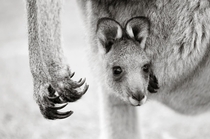 A joey Eastern Grey Kangaroo Macropus giganteus pokes a head out from its mothers pouch Brent Lukey 