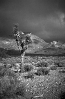 A Joshua Tree in Death Valley NP California 