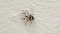A Jumping Spider With Situational Awareness 