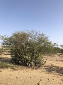A kikar acacia arabica growing out of a cactus in Kirthar National Park Sindh Pakistan