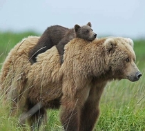 A Lazy bear On a Bear