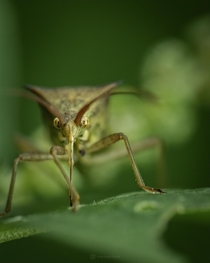 A leaf-footed bug slurping on its lunch