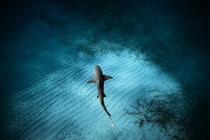 A lemon shark cruises off Tiger Beach in the Bahamas Jorge Hauser 