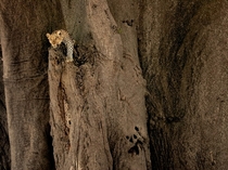 A leopard sits in an ancient baobab tree in Botswanas Okavango Delta 
