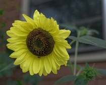A less than perfect Sunflower OC 