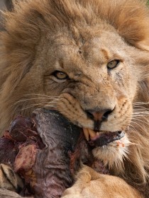 A lion sinking his teeth into some flesh 