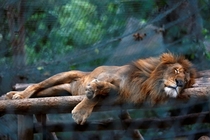 A lion sleeps at the Caricuao Zoo 