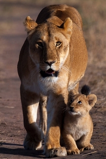 A lioness and her cub