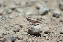 A little grasshopper 