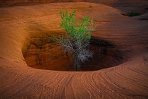 A lone cottonwood trees grows in the middle of the desert in this peculiar hole in the rock 
