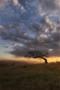 A Lone Oak Tree in the Santa Ynez Valley California 