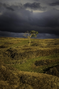 A lone tree amidst a break in the storm in Northern California OC x
