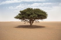 A lone tree in a massive wasteland Tree is maybe  ft high Morocco Sahara Desert 