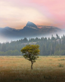 A lone tree in Nordegg Alberta Canada 