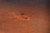 A lone tree stands among the mysterious Fairy Circles of Namibia - 