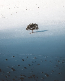 A lonely tree surrounded by snow and distant tufts of grass Boulder CO  erik_young