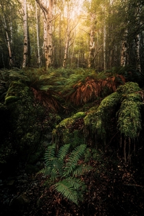 A lush New Zealand forest Arthurs Pass Canterbury NZ 