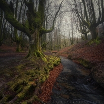 A magic forest in the Basque country 
