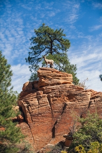 A majestic Bighorn Sheep perched atop a rock in Zion National Park 