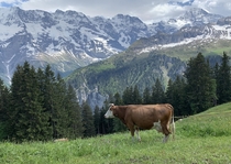 A Majestic cow in the Alps Lauterbrunnen Switzerland 