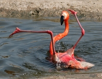 A Majestic Flamingo Phoenicopterus  x 