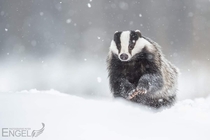 A majestic photo of European badger in the snow