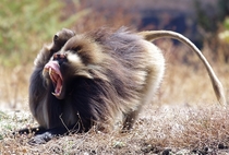 A male gelada Theropithecus gelada bares his fangs in a threat display while being groomed by a female Ethiopian Highlands 