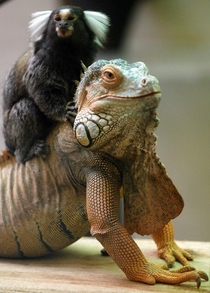 A marmoset taking a ride on an iguana