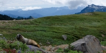 A marmot chillaxing on Mount Rainier 