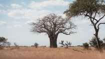 A massive Baobab tree in Kruger NP South Africa -  x