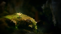 A minuscule plant sprouting INSIDE a bonsai tree Wider view in comments 