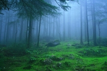 A mist envelops Deodar forest in Himachal Pradesh India 