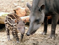 A month old tapir stands with his mother Lille Zoo France 