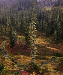 A moody fall colored meadow in the Mt Baker National Forest 