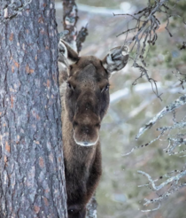 A moose in Stora Sjfallet National Park Sweden Photo credit to Fredrik Kemi